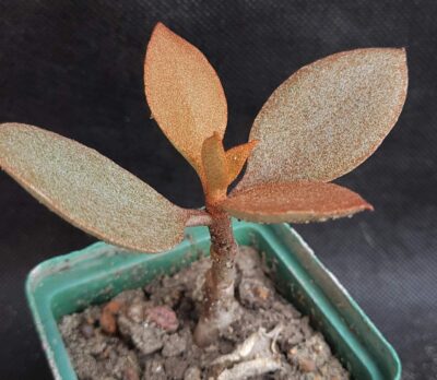 Kalanchoe orgyalis - Зображення 2
