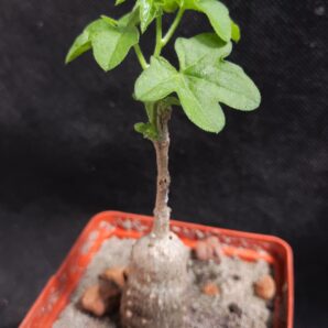 Kedrostis Africana | 64