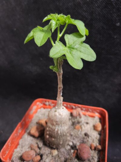 Kedrostis Africana