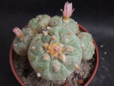 Lophophora jourdaniana - Зображення 2