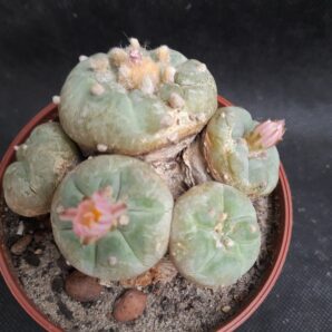 Lophophora jourdaniana