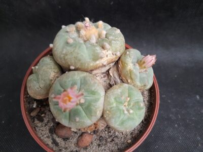 Lophophora jourdaniana
