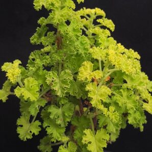 Pelargonium crispum
