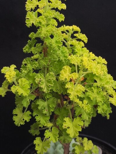Pelargonium crispum