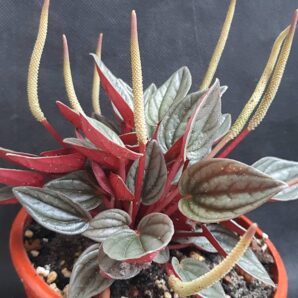 Peperomia santorini | 99