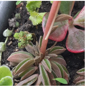 Peperomia asperula