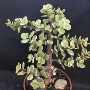 Portulacaria Afra var. | 86