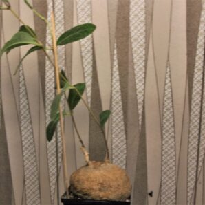 raphionacme-madiensis-east-africa-1