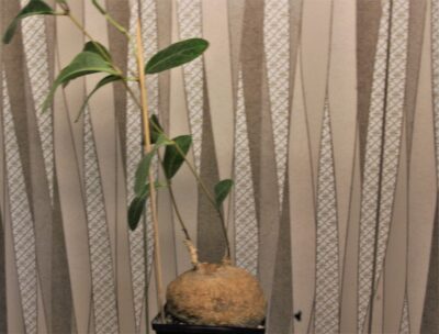 raphionacme-madiensis-east-africa-1