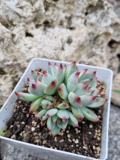 Echeveria Colorata - Зображення 2