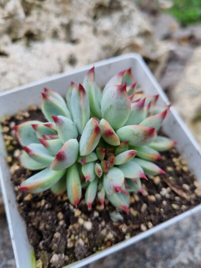 Echeveria Colorata