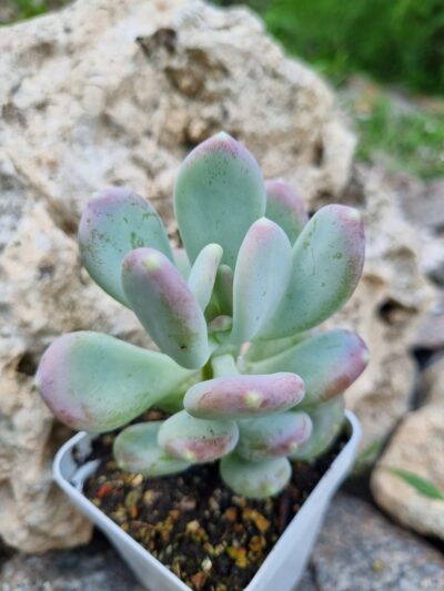 Pachyphytum Glutinicaule - Зображення 2