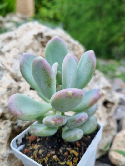 Pachyphytum Glutinicaule