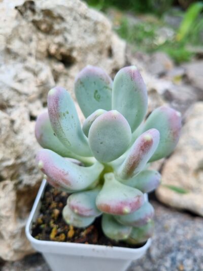Pachyphytum Glutinicaule - Зображення 3