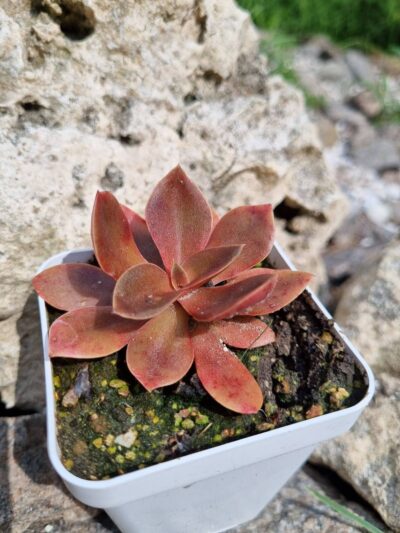 Echeveria Atropurpurea - Зображення 2