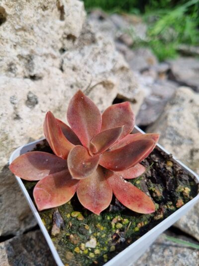 Echeveria Atropurpurea