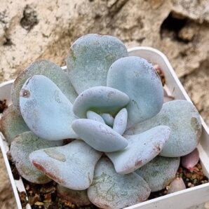 Echeveria Laui