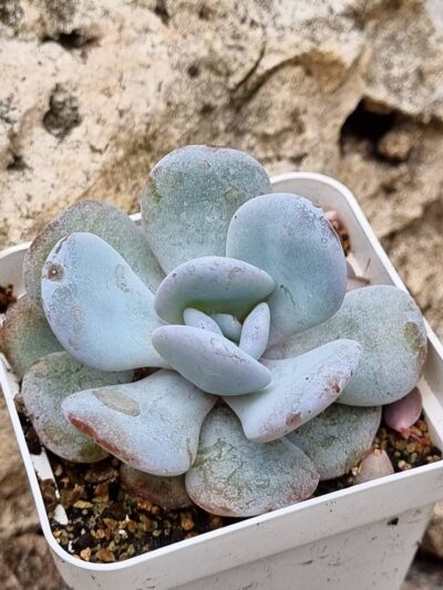 Echeveria Laui