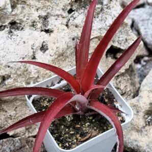 Cryptbergia Rubra Red Burst | 32