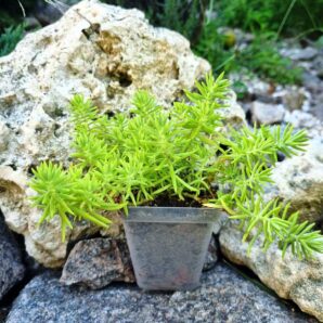 Sedum Spiralis | 88