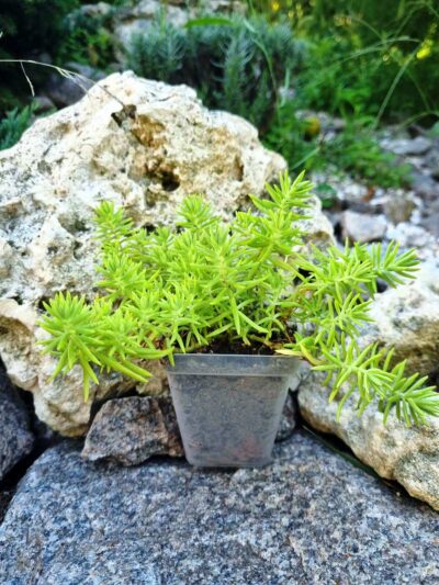 Sedum Spiralis