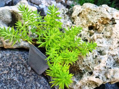 Sedum Spiralis - Зображення 2
