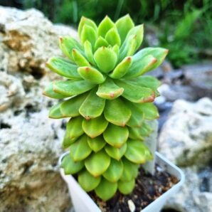 Sedum Wayra