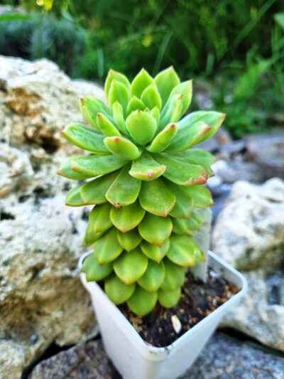 Sedum Wayra