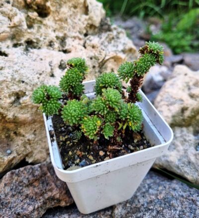 Sedum Multiceps - Зображення 2
