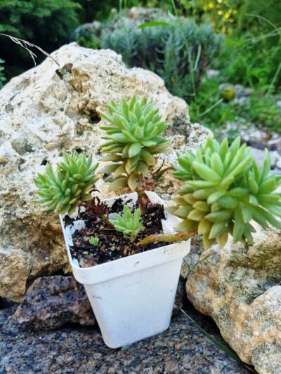 Sedum Multiceps - Зображення 2
