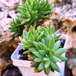 Sedum Multiceps