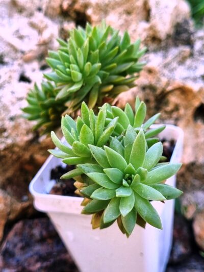 Sedum Multiceps