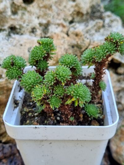 Sedum Multiceps