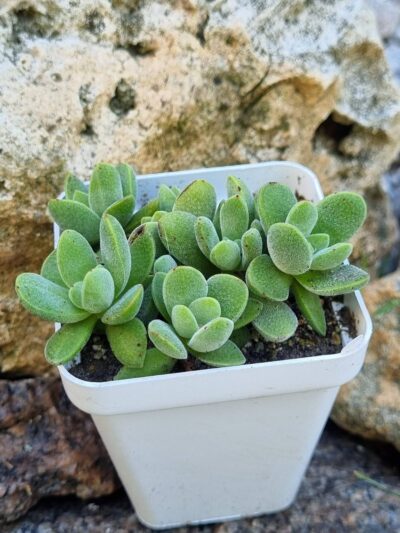 Crassula Tecta