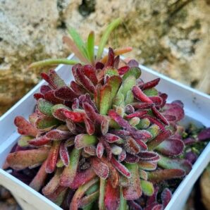Crassula Pubescens