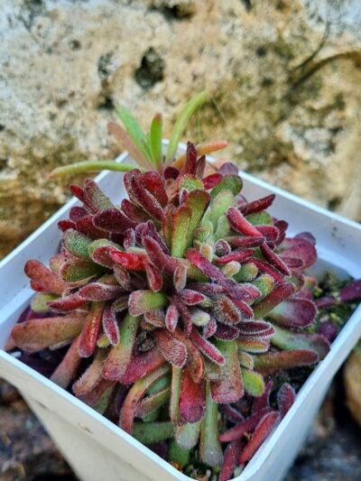 Crassula Pubescens