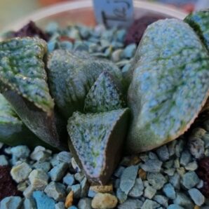 HAWORTHIA SPLENDENS "TAJ MAHAL"