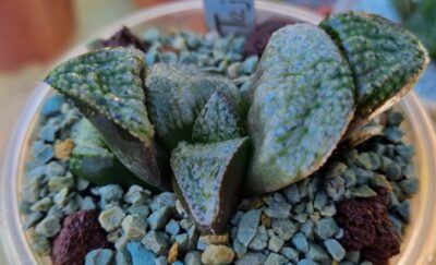 HAWORTHIA SPLENDENS "TAJ MAHAL"