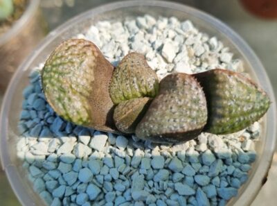 HAWORTHIA SPLENDENS "TAJ MAHAL" - Зображення 2