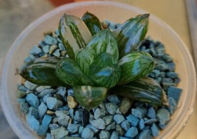 Haworthia "Obtusa" variegata