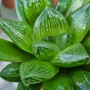Haworthia "COMPTONIANA x MAGNIFICA v. SPLENDENS