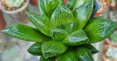 Haworthia "COMPTONIANA x MAGNIFICA v. SPLENDENS