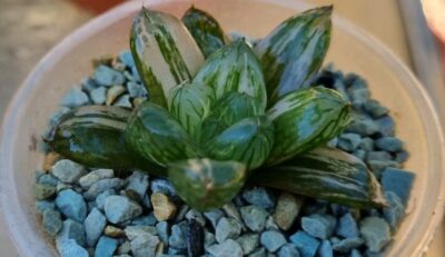 Haworthia "Obtusa" variegata - Зображення 2