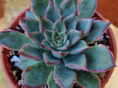 Echeveria "SAGITA" - Зображення 2