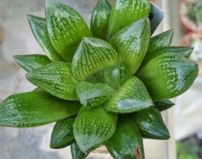 Haworthia "COMPTONIANA x MAGNIFICA v. SPLENDENS - Зображення 3
