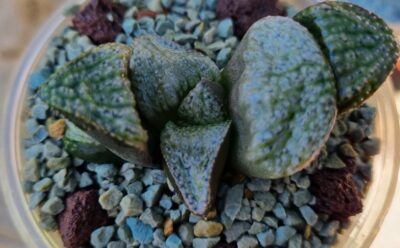 HAWORTHIA SPLENDENS "TAJ MAHAL" - Зображення 2