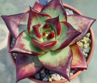 Echeveria agavoides "EBONY SUPER RED"