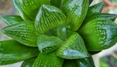 Haworthia "COMPTONIANA x MAGNIFICA v. SPLENDENS - Зображення 2