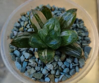 Haworthia "Obtusa" variegata - Зображення 3