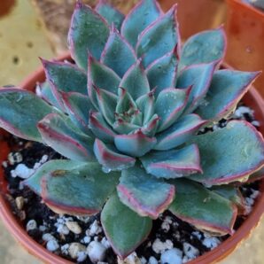 Echeveria "SAGITA"